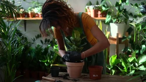 Beautiful Woman Gardener Takes Care of Green Plant at Table in Light Home Garden Spbd