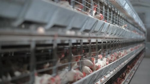 Chicken Farm Interior