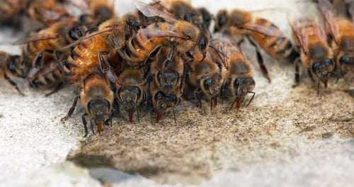 European Honey Bee, apis mellifera, Bees drinking Water on a Stone, Normandy, Real Time 4K