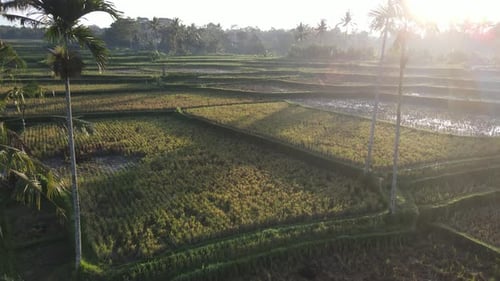 Aerial view of morning in rice field Bali in traditional village
