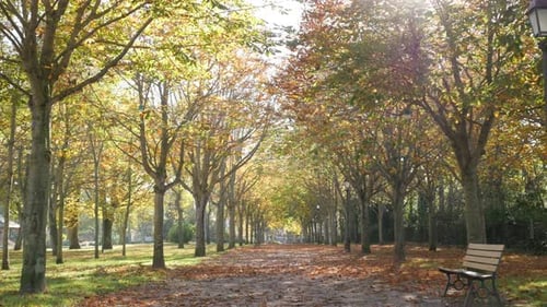 Autumn in the park with fallen golden tree leaves on ground slow tilt 4K 2160p 30fps UltraHD footag