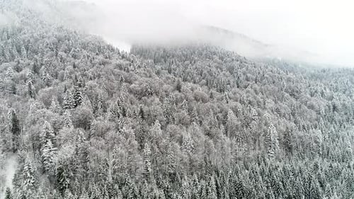 Flight Above Ukraine Winter Forest, Aerial Top View.