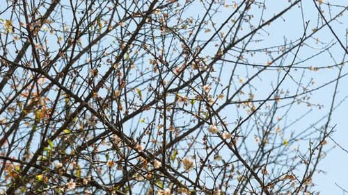 Aprikosenbaum