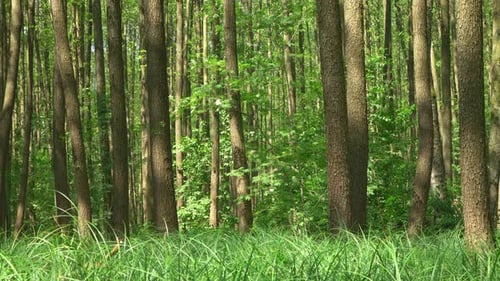 Forest 4K