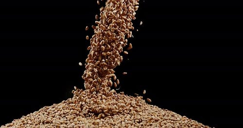 Weizen, Triticum sp, fallend gegen schwarzen Hintergrund, Zeitlupe 4k