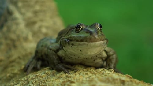 Langsam großer Frosch in der Natur
