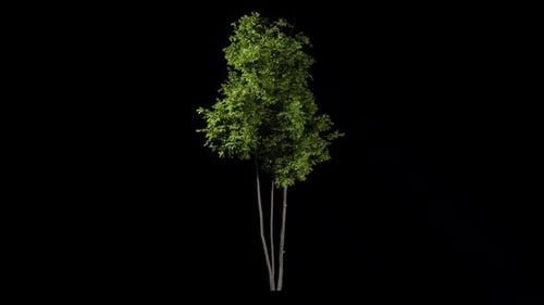 Tree object with alpha channel