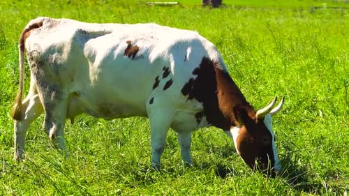 Cow Grazing on Green Pasture