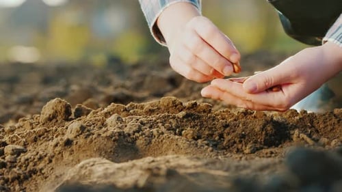 Hands Planting Seeds in Fertile Soil