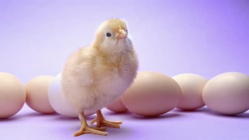 Adorable Yellow Chick Standing near Eggs