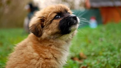Cute Puppy In Garden 2K