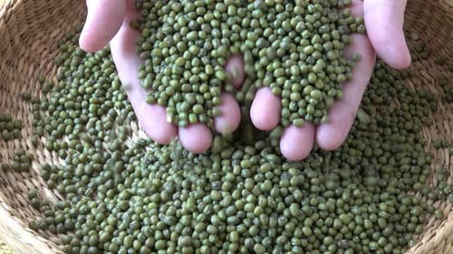 Frijoles mungo frescos. Judías verdes en cesta (Vigna radiata)