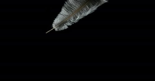 White Feather Falling against Black Background, Normandy, Slow Motion 4K