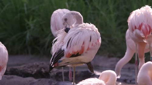 Flamingo steht auf einem Bein und pflegt sich