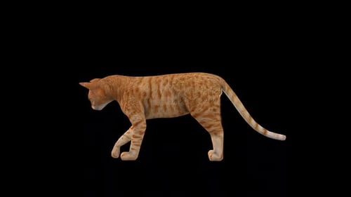 Gelbe Katze im Leerlauf von der Seite