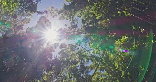 Bamboo Forest Canopy with Bright Sunlight