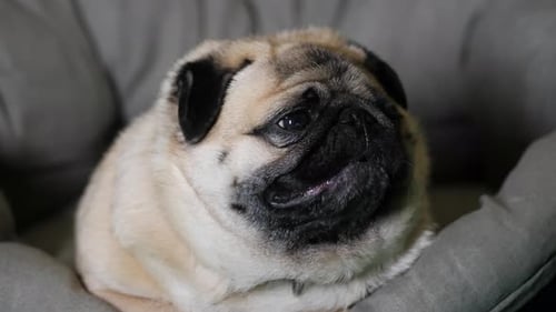 Tired and Lazy Pug Dog Lying in the Dog's Bed, Relaxing at Home