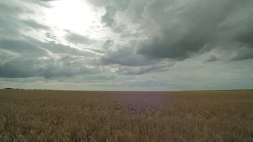Timelapse of a wheat field