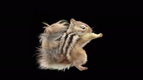 74 Chipmunk Samba Tanzen 4K