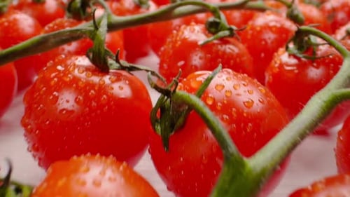 Beautiful Juicy Cherry Tomatoes on a Branch