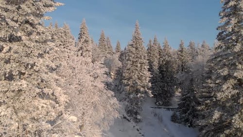 Snowy Winter Trees