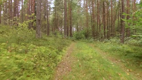 Waldwege, die von den Rädern von Autos hinterlassen wurden, mit Laken