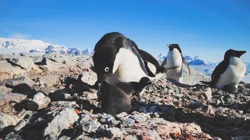 Close-up Female Penguin with Babies. Antarctica.