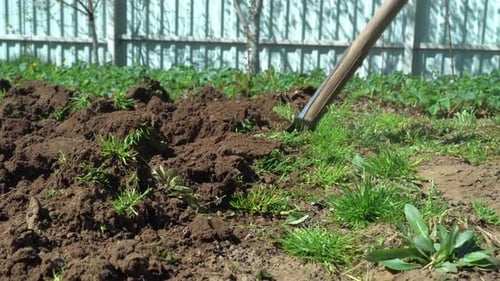 A Farmer Digs the Ground with a Shovel in His Garden