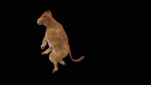 Cute Animated Calf Dancing on Hind Legs