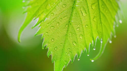 Leaf (4K)