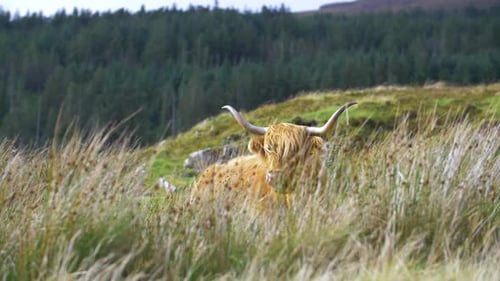 Highland Cow Grazing Peacefully in Field