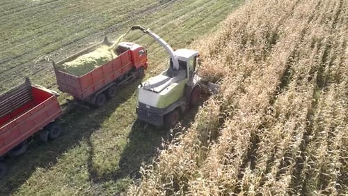 Combine Harvester Collecting Corn in Agricultural Field