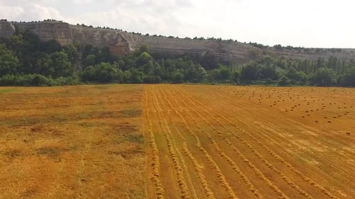Harvester Harvesting Golden Fields in Rural Setting