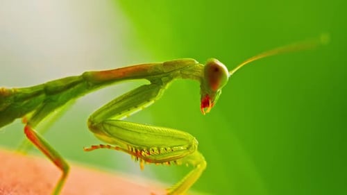Mantis