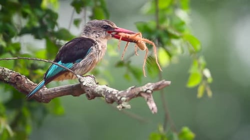 Brown hooded Kingfisher in Kruger National park, South Africa
