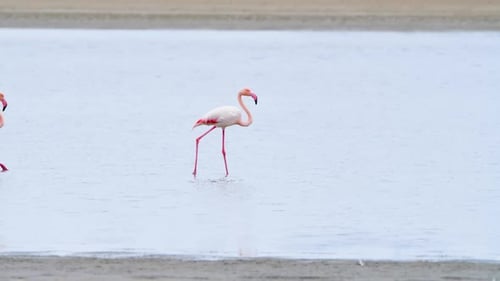 Two Flamingos Walking in Shallow Water on Beach