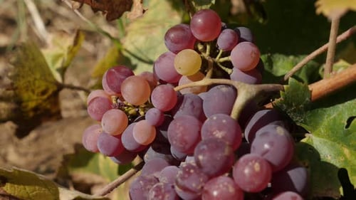 Vidéo 4K en gros plan de raisins dans un vignoble