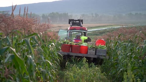 Farmer Harvesting Corn in Rural Farm Field