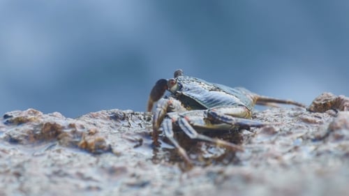 Crab On The Rock At The Beach