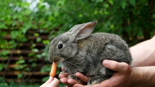 Rabbit. Feeding Animal