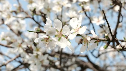 Close-up of Blossoms with Visiting Bee in Spring