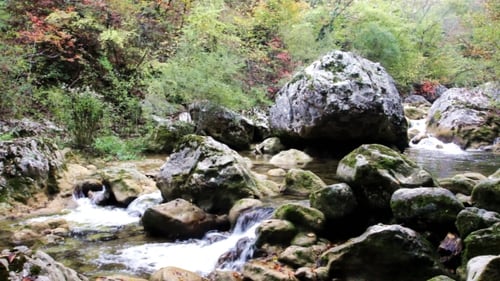 Mountain Stream Flowing Over Mossy Rocks in Forest