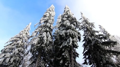 Winter Trees Under Snow
