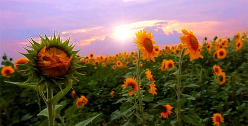 Blühende Sonnenblumen
