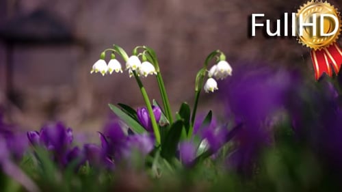 Spring Snowflake Flowers, Leucojum Vernum, Group