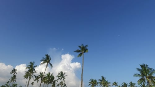 Palm Trees And Blue Sky 81