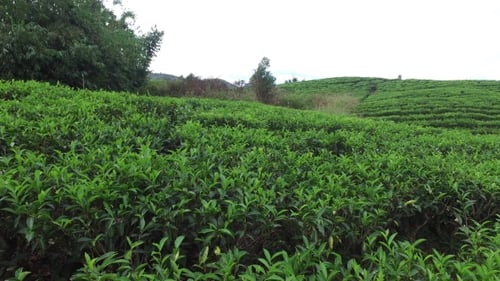 Tea Plantation Field On Sri Lanka 19