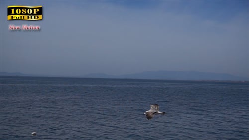 Seagull Gliding Over Ocean, Clear Blue Sky