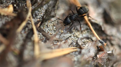 Ant
