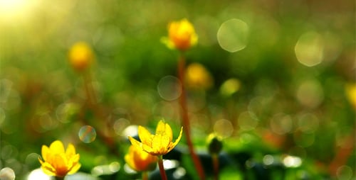 Spring Flowers